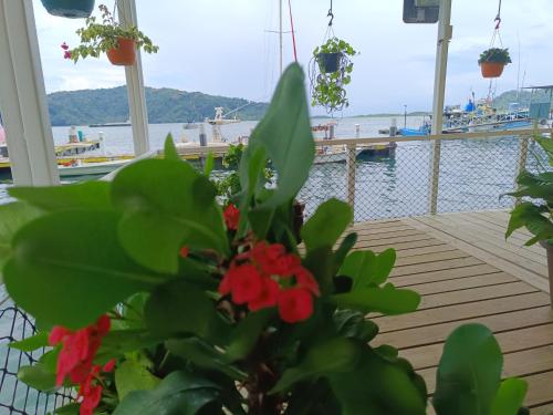 a plant with red flowers sitting on a porch at Banana Bay Marina in Golfito
