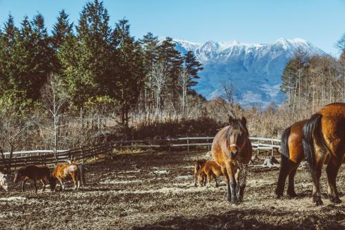 a group of horses in a field with mountains in the background at Lodge Jotenki in Kiso