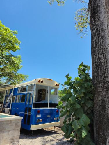a blue bus parked next to a tree at Bus hotel Playa Barrigona, entre Sàmara y Nosara in Nicoya