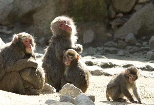 a group of monkeys sitting on the ground at Business Hotel KG in Oita