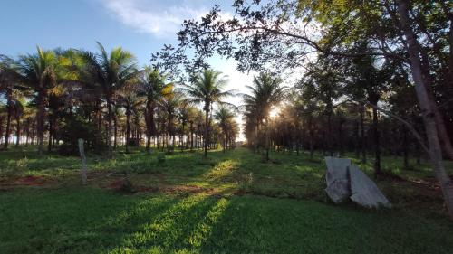 un parc avec des palmiers et un rocher dans l'herbe dans l'établissement Chalés por do sol, à Pirenópolis
