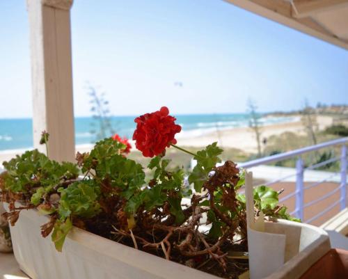 a red flower in a pot on a balcony with the beach at Hotel Mar & Sol in Punta Secca