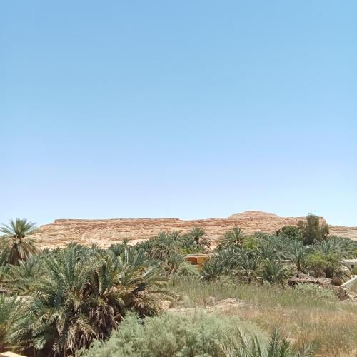 a group of palm trees in the desert at Tanirt ecolodge in Siwa