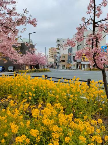 a field of yellow and pink flowers next to a street at Numazu Sparkle in Numazu