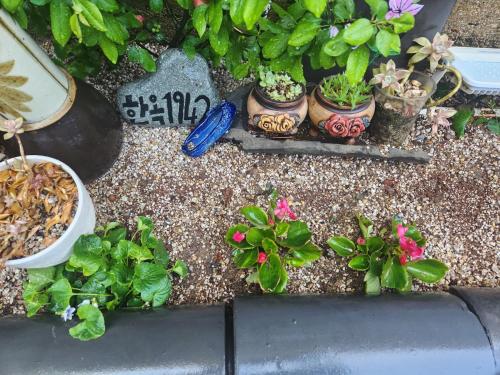 a group of potted plants sitting on the ground at Hanok1942 in Daegu