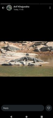 a television screen with a picture of a crocodile at Karma Hostel in Khajurāho