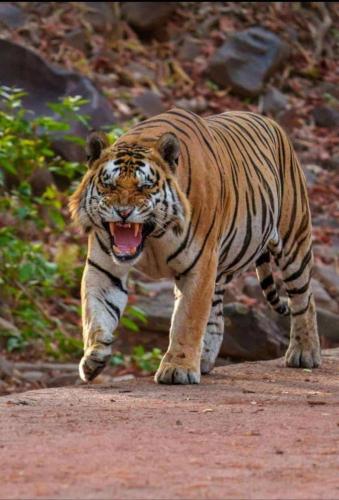 a tiger walking down a road with its mouth open at Karma Hostel in Khajurāho