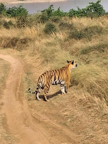a tiger standing on a dirt road at Karma Hostel in Khajurāho