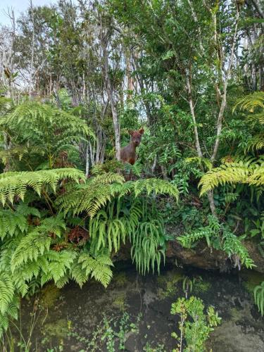 a dog sitting on top of a wall with plants at Cabañas Mirador del Puma in Hornopiren