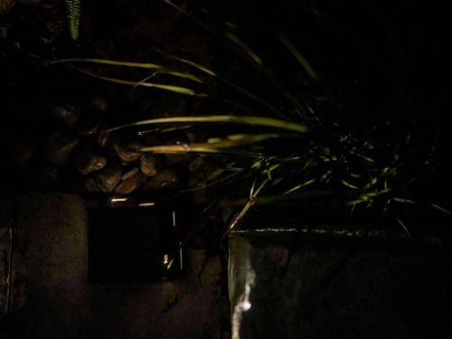 a bunch of plants in a box in the dark at Rakuhotel in Wenzhou