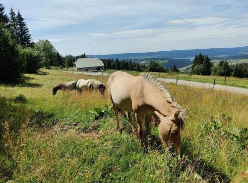 three horses grazing in a field of tall grass at Ferme de Bellevue in Longevilles-Mont-dʼOr