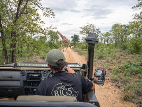 a man in a truck watching a giraffe crossing a dirt road at Nyati Safari Lodge in Hoedspruit