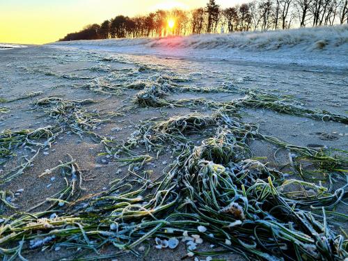 a pile of seaweed on the side of a road at Haus Sandnelke - Domizil am Ostseewald in Zingst
