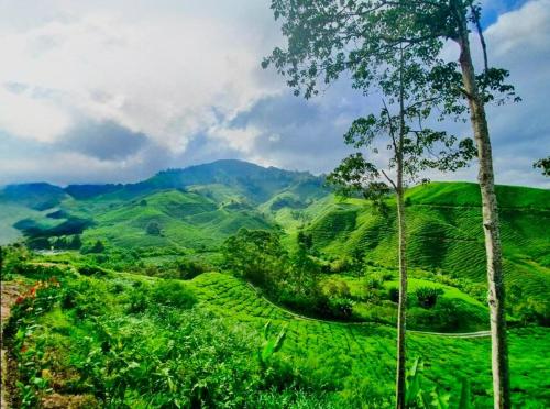a view of a lush green hillside with a tree at Riverview Bungalow in Cameron Highlands in Tanah Rata