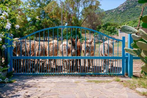 a group of dogs standing behind a blue gate at Agriturismo Costa del Sud in Teulada