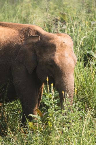 an elephant standing in a field of tall grass at Sundaras Sigiriya Jungles Caves Resort in Dambulla