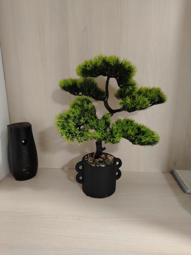 a bonsai tree in a black pot on a table at Studio Jovana Stan na dan Kikinda in Kikinda
