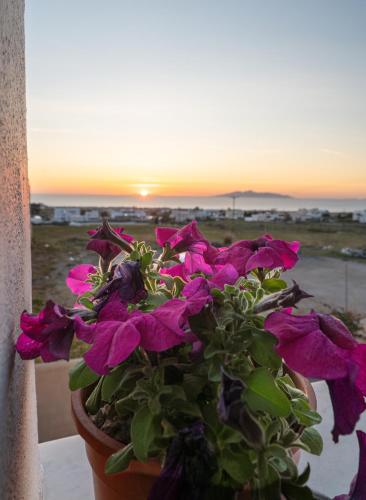 a pot of purple flowers on a balcony with the sunset at Dauti Gold Suites in Vóthon