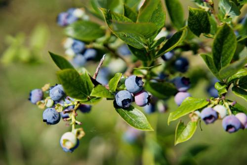 a bunch of blueberries hanging from a tree at Apartamenty na Zatorskiej by Housine in Zator