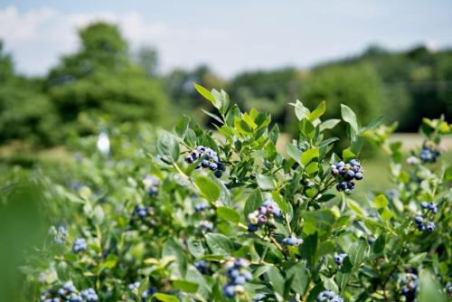 a bush of blueberries with trees in the background at Apartamenty na Zatorskiej by Housine in Zator