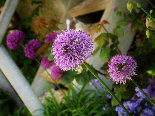a bunch of purple flowers in a garden at Hotel Am Kurpark in Malente