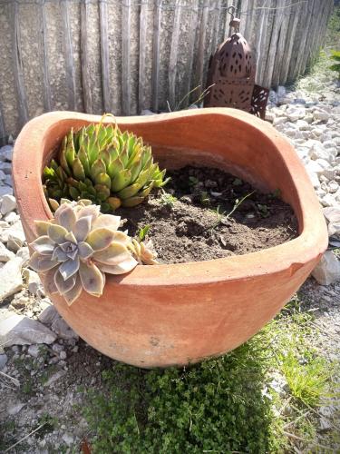 a planter with a bunch of green plants in it at Le Mazet Chambre d'Hôtes in Mauguio