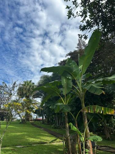 a banana tree in a grassy field with a sky at Villa Heliconias in Alajuela City