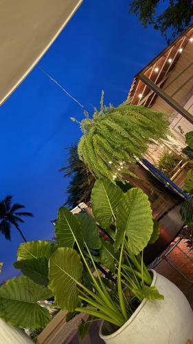 a large green plant in a white vase at HOTEl LA CANDELARIA ROOM HOUSE in Mangue