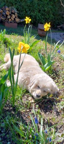 a white dog laying in the grass with flowers at Agroturystyka Magnolia in Cieszyno