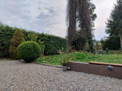 a garden with some plants and some bushes at Agroturystyka Magnolia in Cieszyno