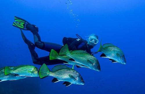 a person in the water with a group of fish at Blue Marine Santa Ponsa in Santa Ponsa