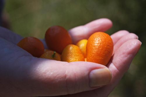 a hand holding a handful of oranges and other fruit at B&B La Villa in Giardini Naxos
