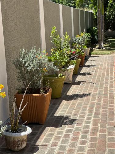 a row of potted plants are lined up against a wall at Evelyn Villa in Tower Isle