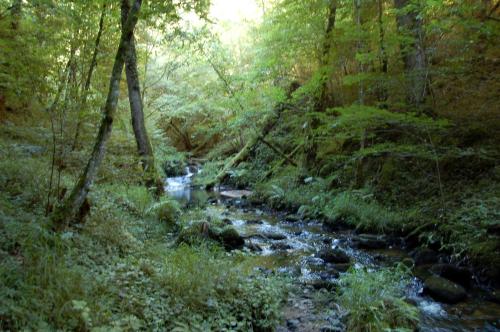 a stream in the middle of a forest at B&B Les Paddocks in Vollore-Montagne