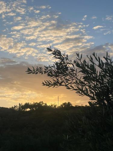a tree branch with a sunset in the background at Enada Suite & Olive Farm in Gythio