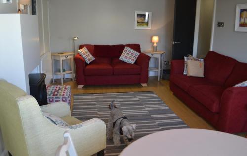 een hond in een woonkamer met twee banken bij Marine Haven in Ballycastle