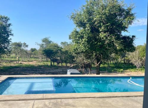 a swimming pool with a tree in the background at Giraffe Oasis - Kruger Luxury Family Villa in Marloth Park