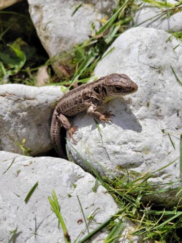 a lizard sitting on top of a rock at Landhaus Schwaighofer Dachstein West in Russbach am Pass Gschütt