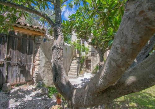 a close up of the trunk of a tree at Chez Germaine et Constant 6 pers grand jardin in Seillans