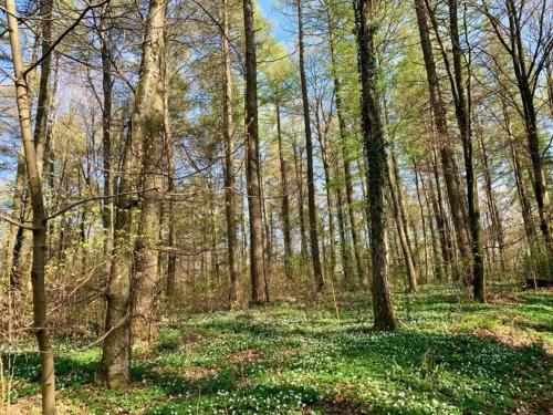a wooded area with green grass and trees at Kronenburger Countryside Stay in Hallschlag