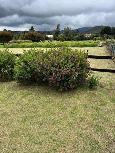 a bush with pink flowers next to a bench at Super Cabaña Sabana de Faca NUEVA in Facatativa