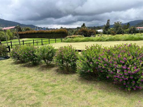a group of bushes with flowers in a field at Super Cabaña Sabana de Faca NUEVA in Facatativa