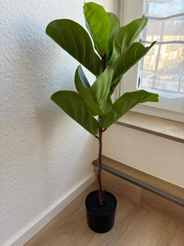 a green plant in a black pot in a room at Moderne Zimmer in zentraler Lage bei Stay Time in Steinhagen