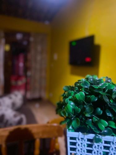 a green plant in a basket in a living room at Casa Luke Paraty in Paraty
