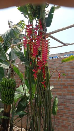 a banana tree with red flowers and a bunch of bananas at Casa de campo en Chincha in Chincha
