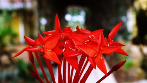 a bunch of red flowers in a vase at Hotel Villas de la Colina in Atenas