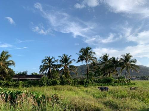 a elephant standing in a field with palm trees at Mimi's Pine Meadow - Where it Nourishes Our Souls in Pulau Langkawi
