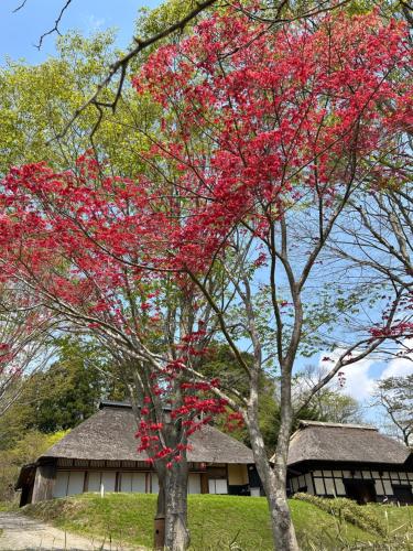 a tree with red leaves in front of a building at 風の沢 in Kurihara