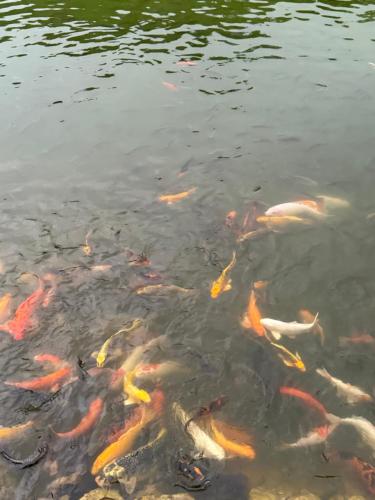 a group of koi fish swimming in the water at อีต่องโฮมสเตย์ in Thong Pha Phum