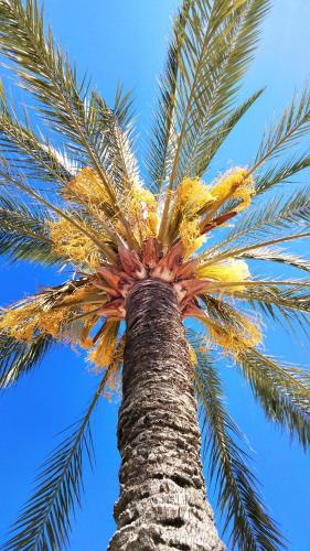 un palmier qui regarde le ciel dans l'établissement Proche mer charmant appartement, à Roquebrune-Cap-Martin